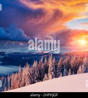 Majestätische Landschaft, die am Morgen vom Sonnenlicht erleuchtet wird. Dramatische und malerische winterliche Szene. Standort Karpaten, Ukraine, Europa. Skigebiet. Schönheit Stockfoto