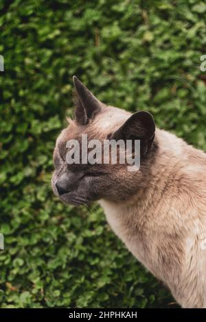 Vertikale Aufnahme einer braunen Katze Stockfoto
