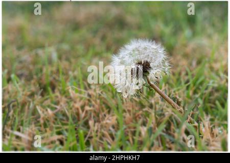 Dandelion-Samenkopf mit Regentropfen in einem weich fokussierten Rasen Stockfoto