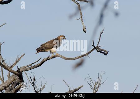 Rot - angebundener Falke, Buteo jamaicensis Stockfoto