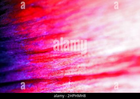 Extreme Nahaufnahme Abstrakt von Blütenblatt Stockfoto