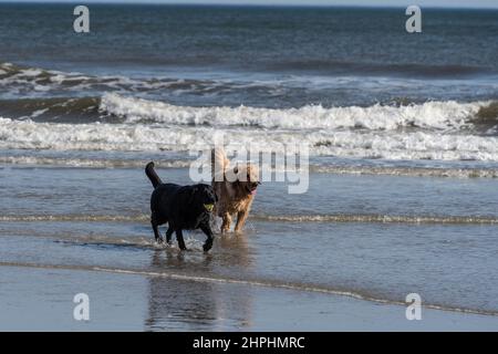 Zwei Hunde laufen am Strand und spielen fetch. Stockfoto
