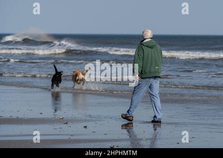 Avalon New Jersey Beach-12. Februar 2022: Senior man wirft Ball für Hunde Stockfoto