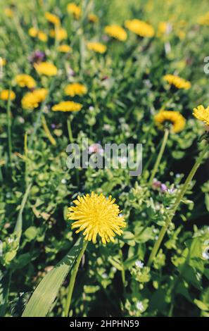 Frühlingswiese mit Blüten von gelben Dandelion-Blüten Stockfoto