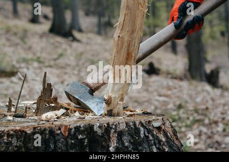 Person hackt Holz mit großer Stahlaxt mit Holzgriff Stockfoto