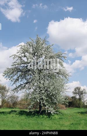 Frühling ukrainische Gartenwiese mit Blüte von Birnenbaum Stockfoto