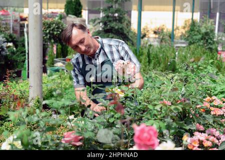 Mann Gärtner kümmert sich um Rosen im Gartencenter Stockfoto