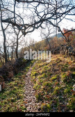 Enger Pfad mit gefallenen Blättern bedeckt neben Steinmauer im Herbst Stockfoto