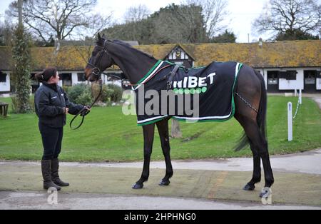 Shishkin, der im Champion Chase Racing Trainer Nicky Henderson läuft, öffnete vor dem Che die Türen seines Hofes Seven Barrows in Lambourn Stockfoto