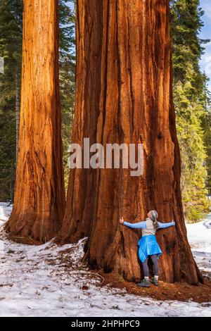 Wanderer umarmt einen riesigen Sequoia im Mariposa Grove, Yosemite National Park, Kalifornien, USA Stockfoto