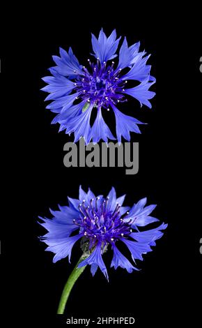 Kornblume oder Junggesellenknopf, von oben und von vorne, über schwarz. Centaurea cyanus, eine jährlich blühende Pflanze, und eine Zierpflanze im Garten Stockfoto