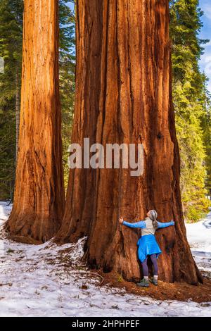 Wanderer umarmt einen riesigen Sequoia im Mariposa Grove, Yosemite National Park, Kalifornien, USA Stockfoto