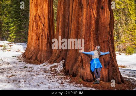 Wanderer umarmt einen riesigen Sequoia im Mariposa Grove, Yosemite National Park, Kalifornien, USA Stockfoto