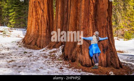 Wanderer umarmt einen riesigen Sequoia im Mariposa Grove, Yosemite National Park, Kalifornien, USA Stockfoto