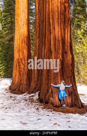 Wanderer umarmt einen riesigen Sequoia im Mariposa Grove, Yosemite National Park, Kalifornien, USA Stockfoto