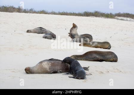 Galapagos Seelöwe ( Zalophus californianus wollebacki ) Koloie an einem Strand mit einem jungen Welpen, der von seiner Mutter Gardner Bay Espanola in der Galapa ernährt wird Stockfoto