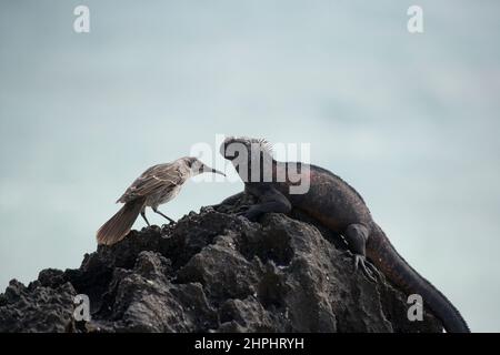 Erwachsene Marine Iguana ( Amblyrhyncus cristatus ) und Galapagos Mocking Bird ( Nesomimus ) auf Gardner Bay Espanola Island im Galapagos Archipel Pa Stockfoto