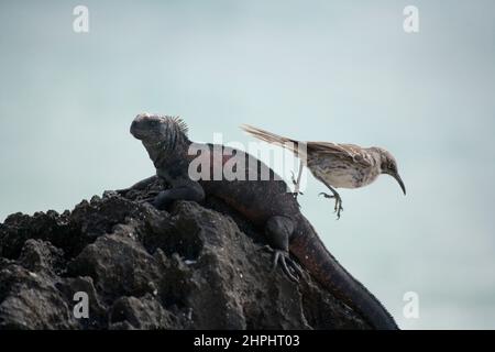 Erwachsene Marine Iguana ( Amblyrhyncus cristatus ) und Galapagos Mocking Bird ( Nesomimus ) auf Gardner Bay Espanola Island im Galapagos Archipel Pa Stockfoto