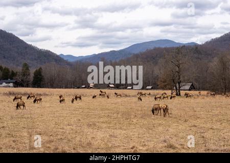 Eine Herde majestätischer Elche grast und ruht in den Cataloochee Valley Wiesen in den Great Smoky Mountains. Stockfoto