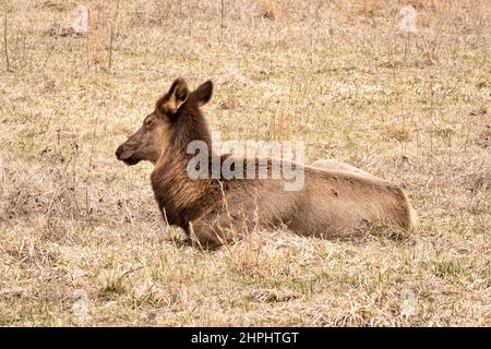 Eine Herde majestätischer Elche grast und ruht in den Cataloochee Valley Wiesen in den Great Smoky Mountains. Stockfoto