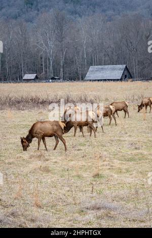 Eine Herde majestätischer Elche grast und ruht in den Cataloochee Valley Wiesen in den Great Smoky Mountains. Stockfoto