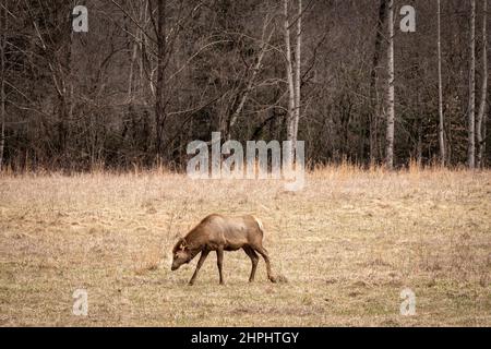 Eine Herde majestätischer Elche grast und ruht in den Cataloochee Valley Wiesen in den Great Smoky Mountains. Stockfoto