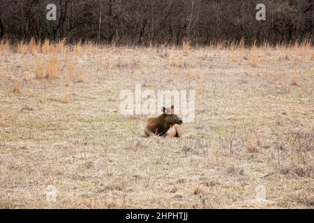 Eine Herde majestätischer Elche grast und ruht in den Cataloochee Valley Wiesen in den Great Smoky Mountains. Stockfoto