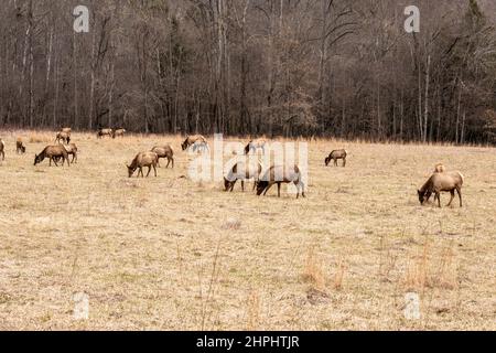 Eine Herde majestätischer Elche grast und ruht in den Cataloochee Valley Wiesen in den Great Smoky Mountains. Stockfoto