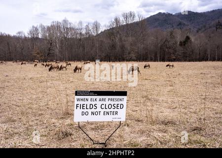 Eine Herde majestätischer Elche grast und ruht in den Cataloochee Valley Wiesen in den Great Smoky Mountains. Stockfoto