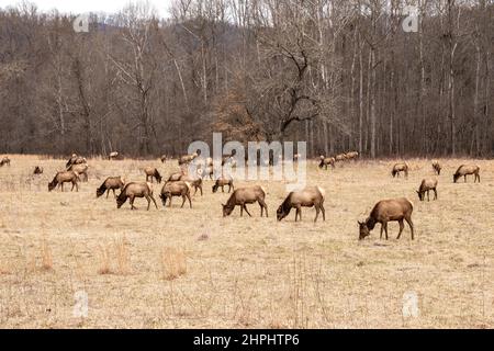 Eine Herde majestätischer Elche grast und ruht in den Cataloochee Valley Wiesen in den Great Smoky Mountains. Stockfoto