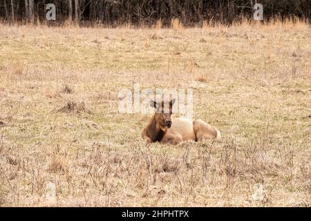 Eine Herde majestätischer Elche grast und ruht in den Cataloochee Valley Wiesen in den Great Smoky Mountains. Stockfoto