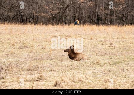 Eine Herde majestätischer Elche grast und ruht in den Cataloochee Valley Wiesen in den Great Smoky Mountains. Stockfoto