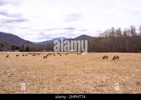 Eine Herde majestätischer Elche grast und ruht in den Cataloochee Valley Wiesen in den Great Smoky Mountains. Stockfoto