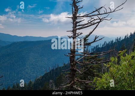 Wechselnde Umgebung in der Nähe des Clingmans Dome im Great Smoky Mountains National Park Stockfoto