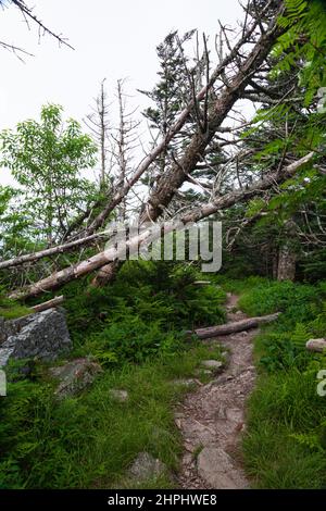 Wechselnde Umgebung in der Nähe des Clingmans Dome im Great Smoky Mountains National Park Stockfoto