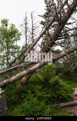 Wechselnde Umgebung in der Nähe des Clingmans Dome im Great Smoky Mountains National Park Stockfoto