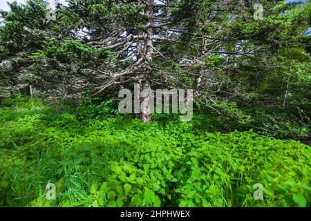 Wechselnde Umgebung in der Nähe des Clingmans Dome im Great Smoky Mountains National Park Stockfoto