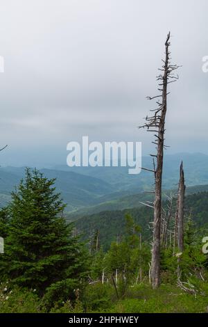 Wechselnde Umgebung in der Nähe des Clingmans Dome im Great Smoky Mountains National Park Stockfoto