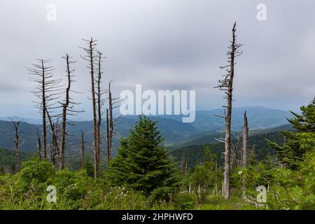 Wechselnde Umgebung in der Nähe des Clingmans Dome im Great Smoky Mountains National Park Stockfoto