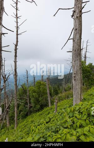 Wechselnde Umgebung in der Nähe des Clingmans Dome im Great Smoky Mountains National Park Stockfoto