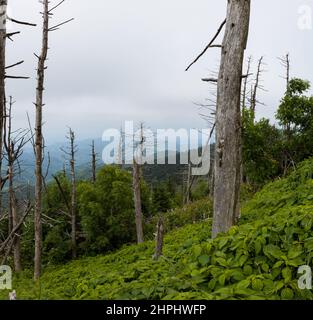 Wechselnde Umgebung in der Nähe des Clingmans Dome im Great Smoky Mountains National Park Stockfoto