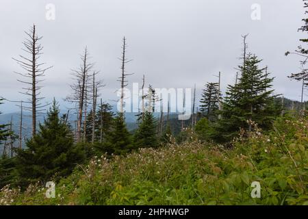 Wechselnde Umgebung in der Nähe des Clingmans Dome im Great Smoky Mountains National Park Stockfoto