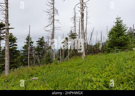 Wechselnde Umgebung in der Nähe des Clingmans Dome im Great Smoky Mountains National Park Stockfoto