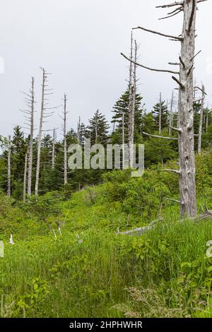 Wechselnde Umgebung in der Nähe des Clingmans Dome im Great Smoky Mountains National Park Stockfoto