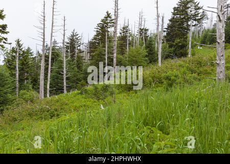 Wechselnde Umgebung in der Nähe des Clingmans Dome im Great Smoky Mountains National Park Stockfoto