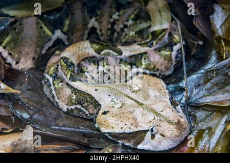 Die Gabun-Viper (Bitis gabonica) ist eine Viper-Art, die in den Regenwäldern und Savannen des subsaharischen Afrikas vorkommt. Wie alle Ottern ist es giftig. Stockfoto