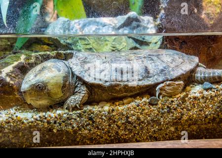 Die Großkopfschildkröte (Platysternon megacephalum) ist eine Art aus der Familie Platysternidae aus Südostasien und Südchina. Stockfoto