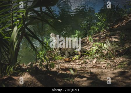 Großer grüner Leguan, lateinischer Name 'Leguan Leguan' mit riesigen Spitzen entlang der Flussseite, Belize Stockfoto