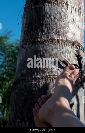 Textur der Rinde des Stammes einer Palme Stockfoto