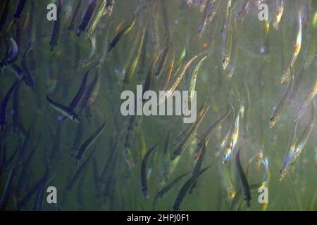 Schule der kleinen Fische Stockfoto